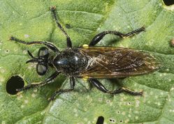 Rovflue - Choerades marginata